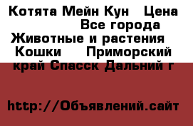 Котята Мейн Кун › Цена ­ 15 000 - Все города Животные и растения » Кошки   . Приморский край,Спасск-Дальний г.